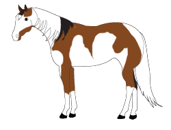 Carolina Paint Horse Club